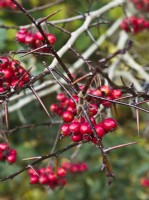 Crataegus persimilis 'Prunifolia' - Hawthorn - red berries in autumn