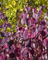Cornus alba 'Sibirica' - Dogwood - dark red leaves and stems in autumn