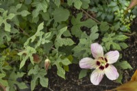 Hibiscus cameronii, April