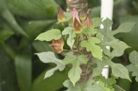 Hibiscus cameronii, April