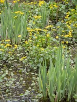 Caltha palustris growing in bog garden with iris leaves emerging