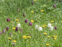 Naturalised fritillaria growing with dandelions
