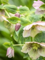 From bud to seed production in hellebore flowers