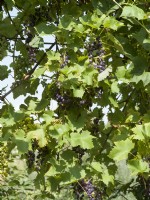 Vitis vinifera subsp. vinifera Early Campbell, summer July