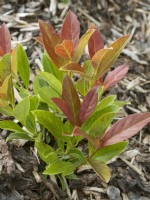 Viburnum odoratissimum Coppertop, spring May