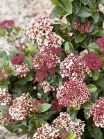 Viburnum tinus Lisarose, spring March