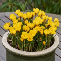 Crocus 'Goldilocks' syn. Crocus chrysanthus 'Goldilocks' growing in a green glazed pot