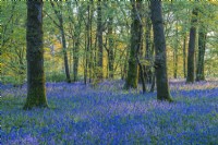View of a woodland carpeted with Hyacinthoides non-scripta flowering in Spring - April