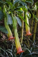 Brugmansia sanguinea, the red Angel's Trumpet