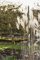 Miscanthus flowerheads illuminated by winter sun at Ivy Croft garden in January