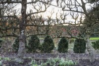 Espaliered apple trees dividing areas of a garden underplanted with snowdrops at Ivy Croft in January