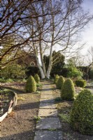 Slab and gravel path framed by cones of Buxus sempervirens 'Elegantissima' leads toward a white stemmed Betula mandshurica at Ivy Croft garden in January