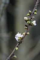 Daphne mezereum f. alba in January