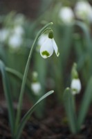 Galanthus 'Ivington Green' in January