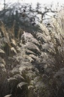 Miscanthus flowerheads in January