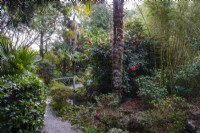 View into semi tropical 'secret' garden with Bamboos, Camellias and hardy palms