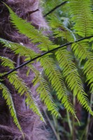 Dicksonia antartica, Tree Fern, foliage