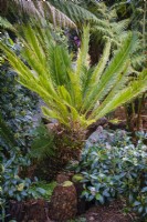 Cycad revoluta, Japanese Sago Palm
