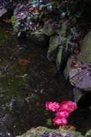 Camellia flowers floating in a quiet woodland garden pond