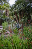 Chasmanthe aethiopica in foreground of semi tropical garden with Palms above and Agave americana