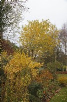 Mixed late autumn border with Cornus 'Midwinter Fire' and Salix caprea