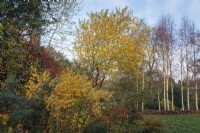 Late autumn garden with Cornus 'Midwinter Fire' and Salix caprea
