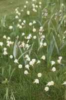 Narcissus Arctic Bells in grass