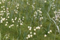 Tulipa turkestanica and Narcissus Arctic Bells and growing in grass