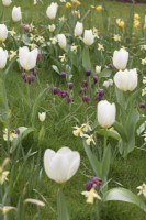 Fritillaria meleagris with Tulipa 'Purissima' and N. 'W. P. Milner growing in grass