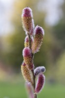Pollen on Salix gracilistyla 'Mount Aso' - March