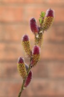 Pollen on Salix gracilistyla 'Mount Aso' - March