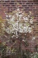 Standard Morello cherry tree with blossom