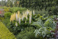 Summer perennials bed planted with Lupinus 'Polar Princess' and Cynara cardunculus 
