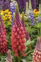 Lupinus West Country 'Towering Inferno'