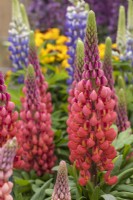 Lupinus West Country 'Towering Inferno'
