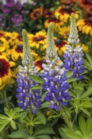 Lupin polyphyllus 'Tower Blue White'
