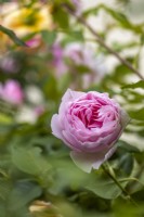 Rosa 'Gartentraume' Tantau