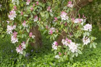 Rhododendron 'Halopeanum' - May