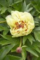 Paeonia 'Yellow Waterlily' - Itoh intersectional peonies - Spring