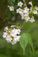 Dipelta floribunda flowering in May
