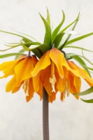 Fritillaria imperialis 'Sunset' Crown imperial