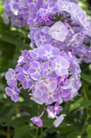 Phlox paniculata 'Violetta Gloriosa' - Summer