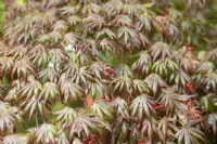 Acer Palmatum 'Trompenberg' - after rain shower in Spring