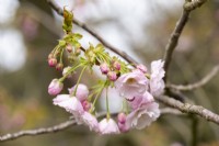 Prunus 'Ichiyo' - in Spring