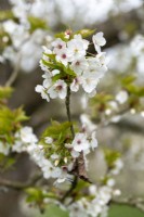 Prunus 'Umineko' - in Spring