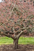 Prunus 'Taoyoma Zakura' - in Spring