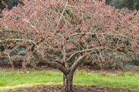 Prunus 'Taoyoma Zakura' - in Spring