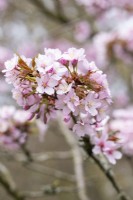 Prunus sargentii - in Spring