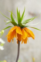 Fritillaria imperialis 'Sunset' Crown imperial