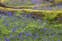 Hyacinthoides non-scripta flowering in a woodland garden in Spring - April